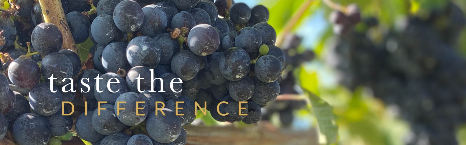 Taste The Difference Grapes on Vine image banner